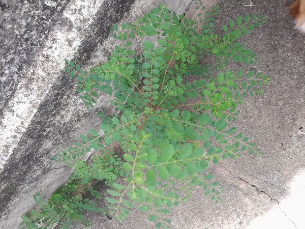 Identificação da planta Quebra pedra por foto