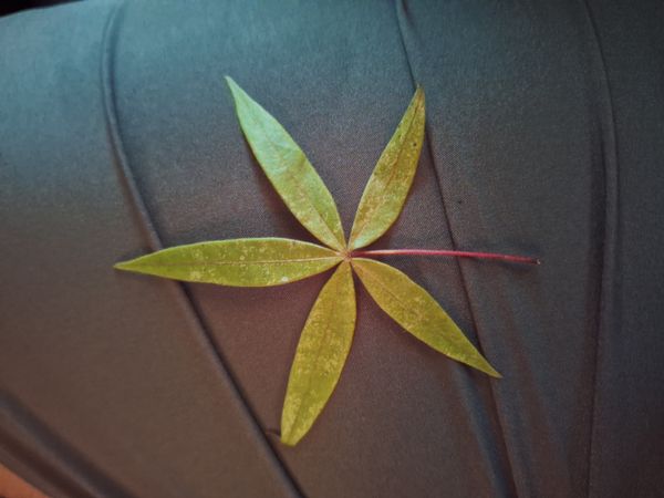 Identificação da planta Bordo de cinco folhas por foto