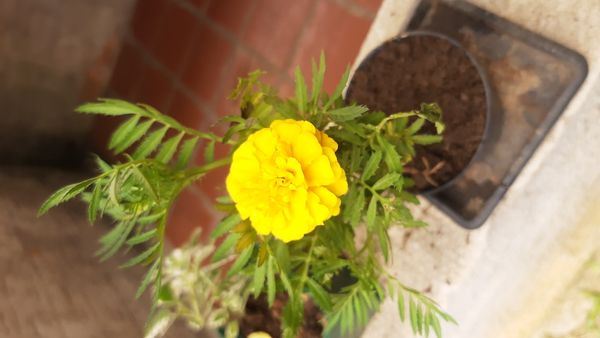 Identificação da planta Cravo-de-defunto por foto