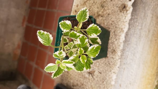 Identificação da planta Boldo-gambá por foto