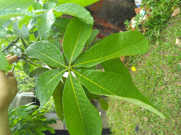 Identificação da planta Castanha-do-maranhão por foto