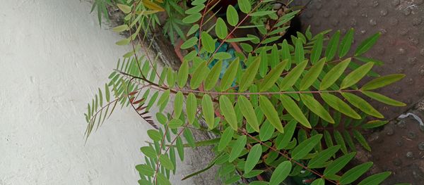 Identificação da planta Jucá por foto