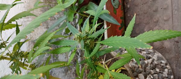 Identificação da planta Maconha por foto