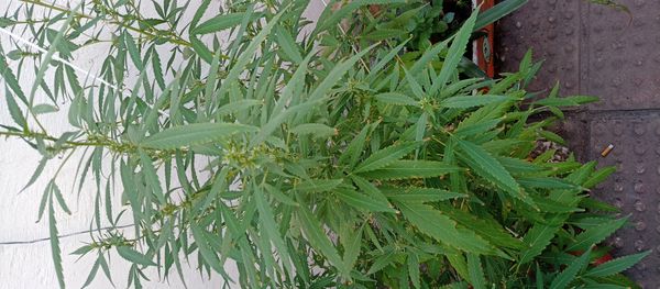 Identificação da planta Maconha por foto