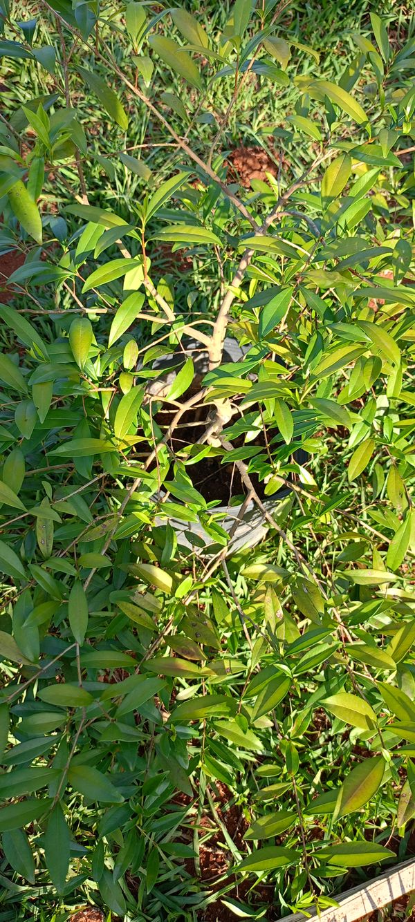 Identificação da planta Cereja-do-rio-grande por foto