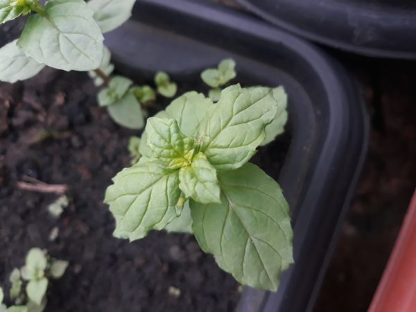Identificação da planta Hortelã pimenta por foto