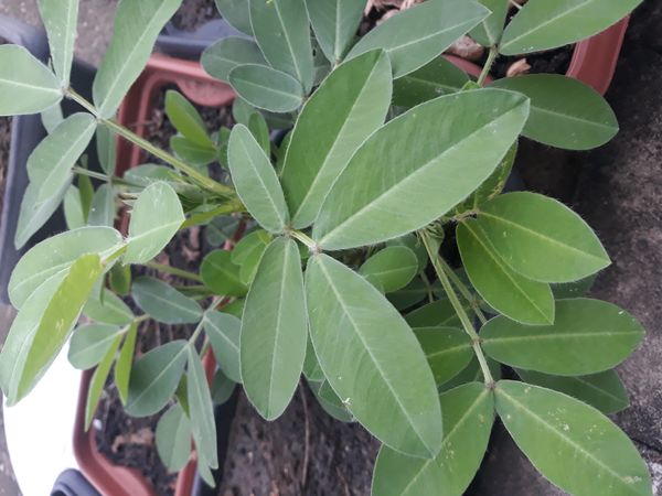 Identificação da planta Amendoim por foto
