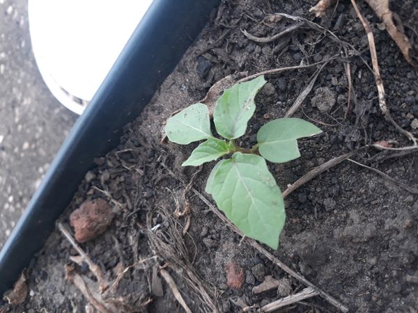 Identificação da planta Kamapu por foto