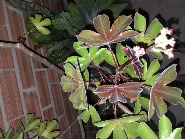 Identificação da planta Pinhão-roxo por foto