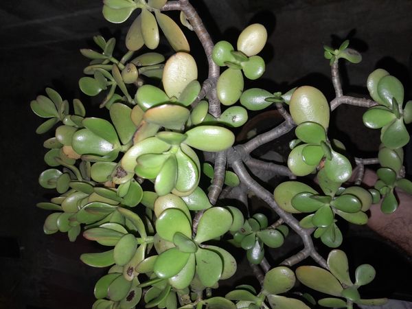 Identificação da planta Planta-jade por foto