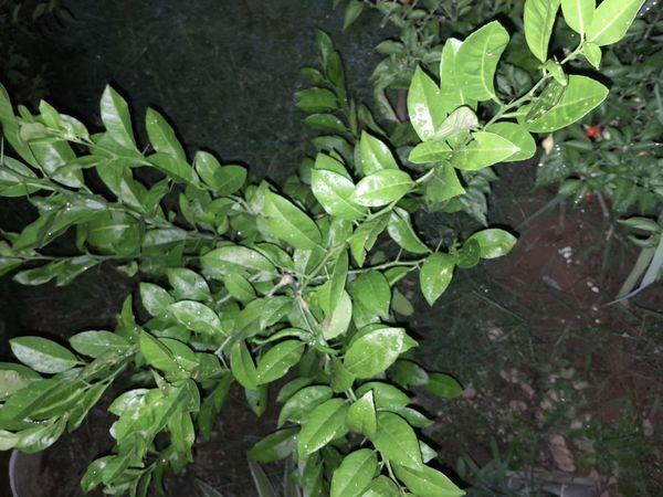 Identificação da planta Limão galego por foto