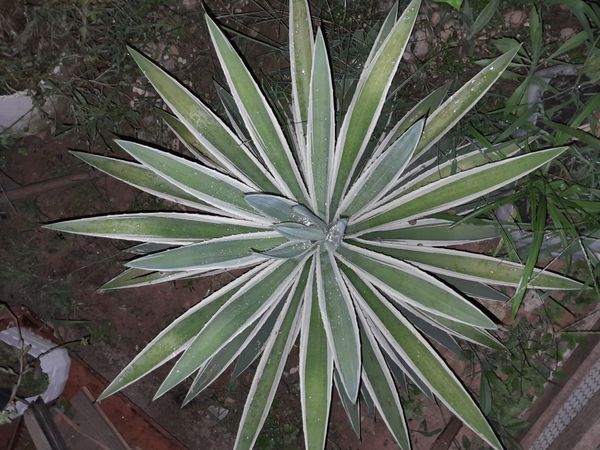 Identificação da planta Sisal por foto