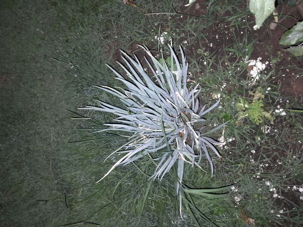 Identificação da planta Cebolinha por foto