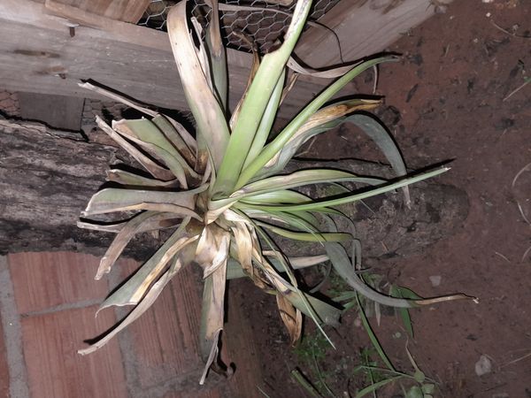 Identificação da planta Bromélia por foto