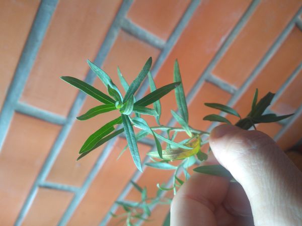 Identificação da planta Vassourinha por foto