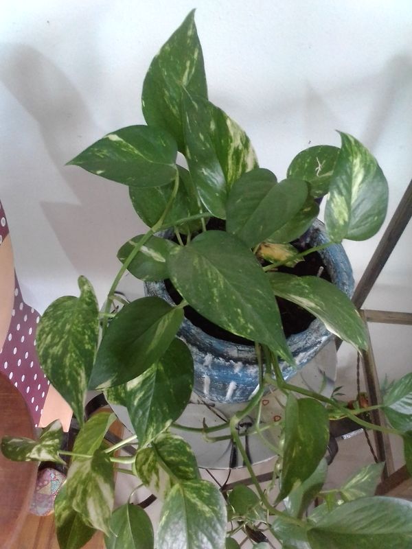 Identificação da planta Jiboia por foto
