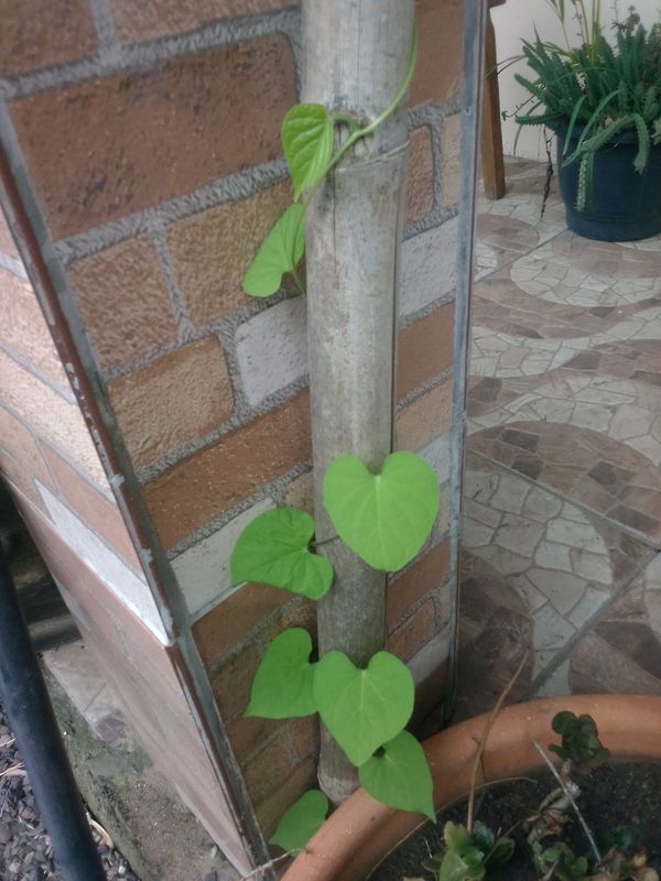 Identificação da planta Papo-de-peru por foto