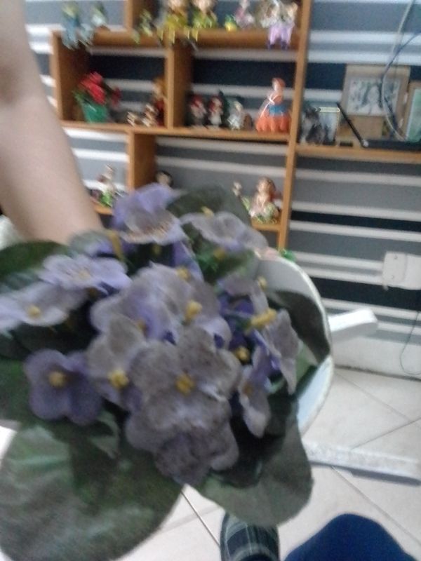 Identificação da planta Violeta-africana por foto