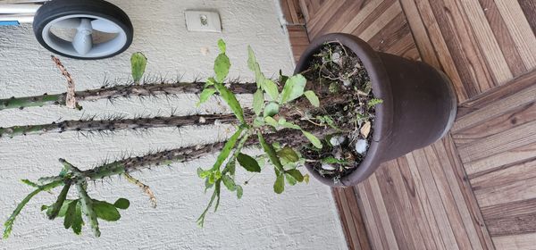 Identificação da planta Palma-de-cristo por foto