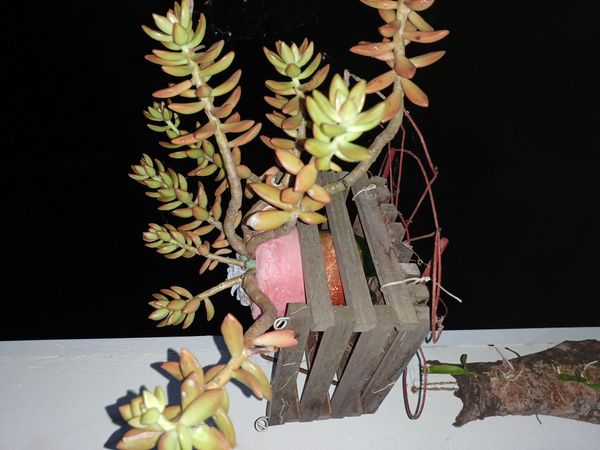 Identificação da planta Sedum rubrotinctum por foto