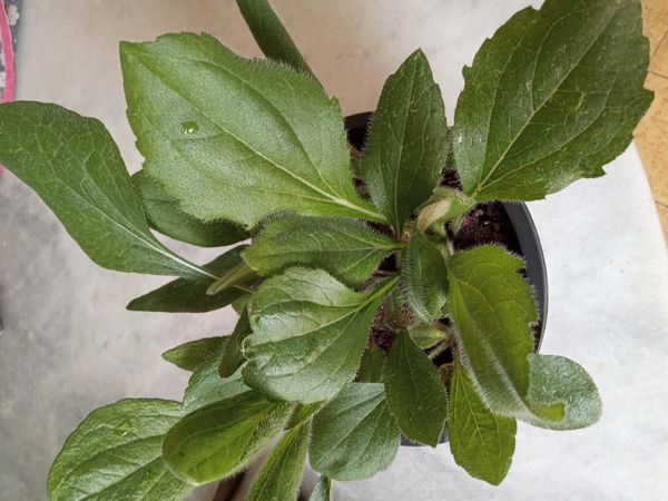 Identificação da planta Margarida-amarela por foto