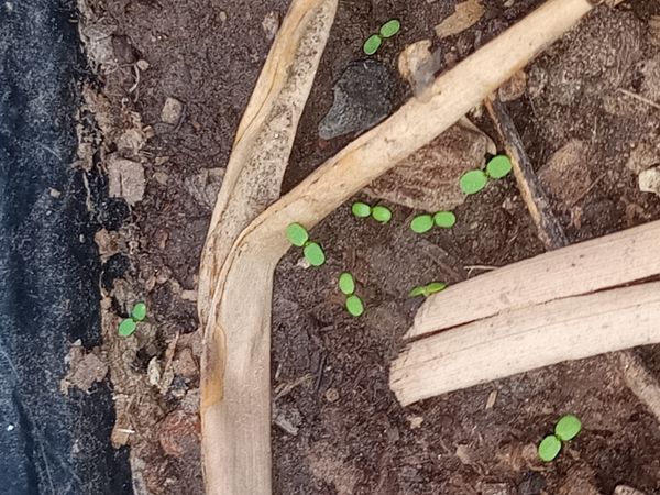 Identificação da planta Kowhai por foto