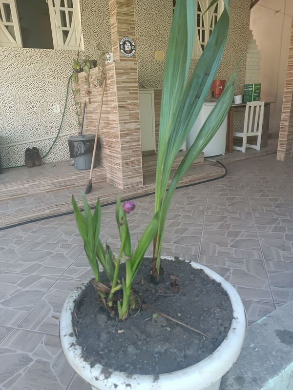 Identificação da planta Orquídea-bambu por foto