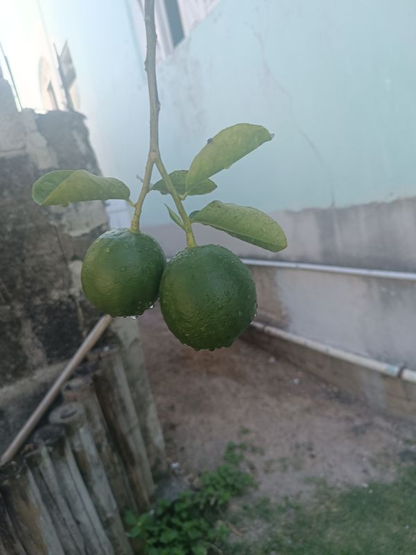 Identificação da planta Limão por foto