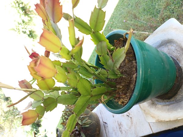 Identificação da planta Flor-de-maio por foto