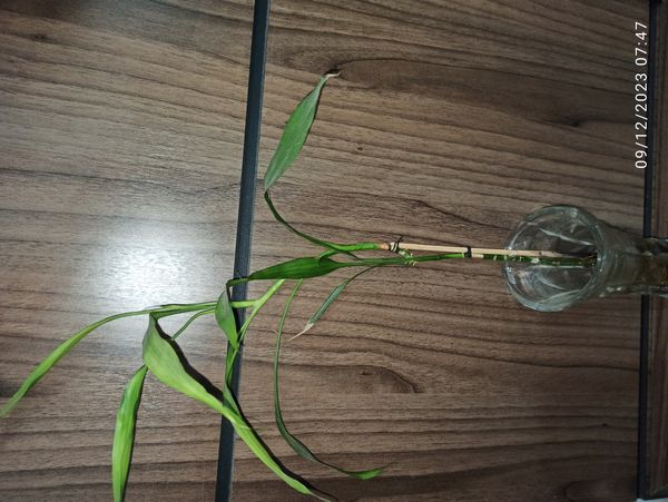 Identificação da planta Bambu da Sorte por foto