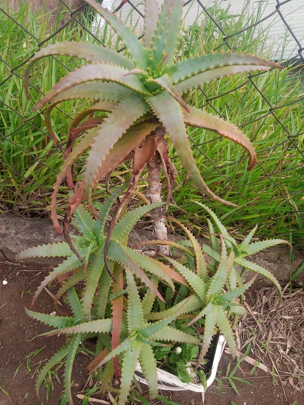 Identificação da planta Babosa por foto