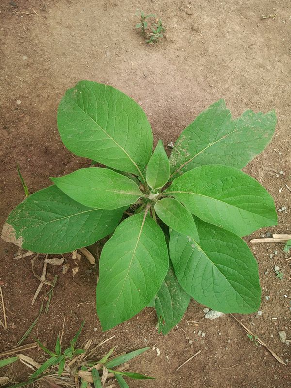 Identificação da planta Fumo-bravo por foto