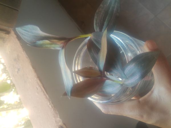 Identificação da planta Lambari por foto
