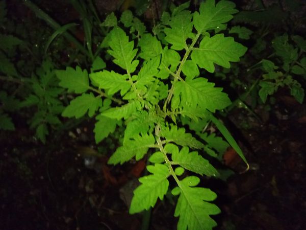 Identificação da planta Tomate por foto