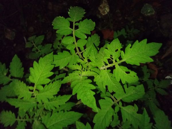 Identificação da planta Tomate por foto