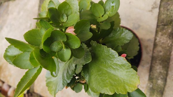 Identificação da planta Flor da fortuna por foto