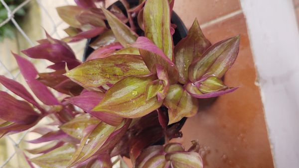 Identificação da planta Lambari por foto