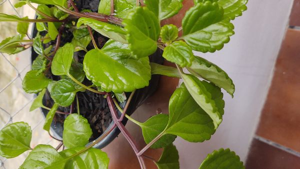 Identificação da planta Dólar por foto