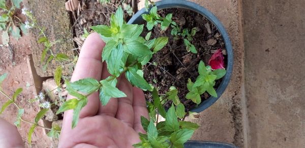 Identificação da planta Hortelã pimenta por foto