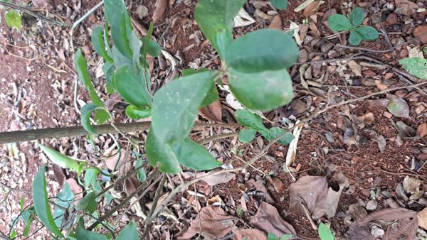 Identificação da planta Dendê-bravo por foto