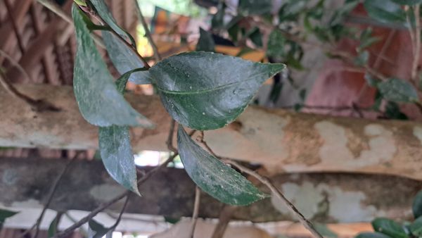 Identificação da planta Camélia-do-chá por foto