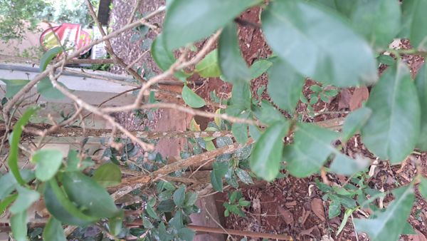 Identificação da planta Bacuri-sororoca por foto