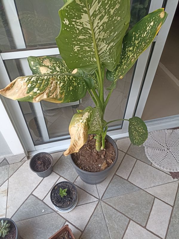 Identificação da planta Comigo-ninguém-pode por foto