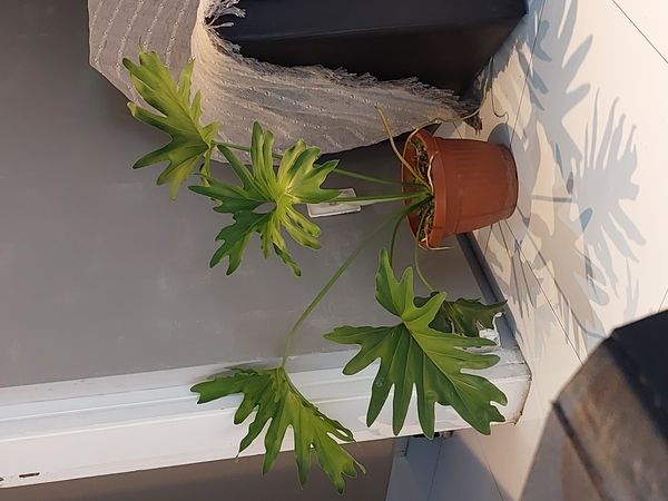 Identificação da planta Gaimbé por foto