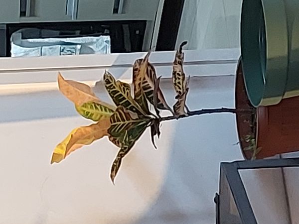 Identificação da planta Cróton por foto