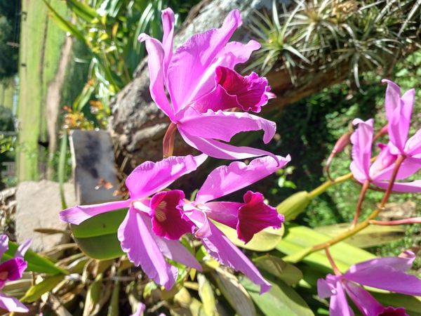 Identificação da planta Orquídea Nacional por foto