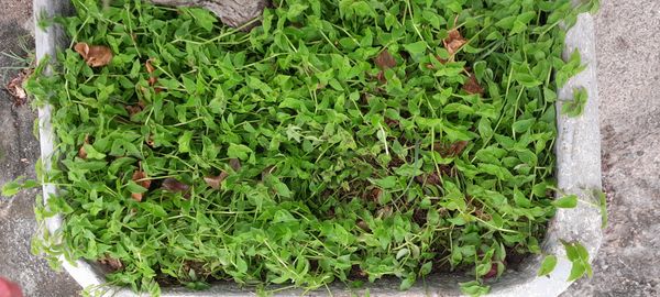 Identificação da planta Capim-cabelo por foto