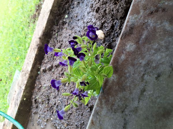 Identificação da planta Violeta-de-jardim por foto