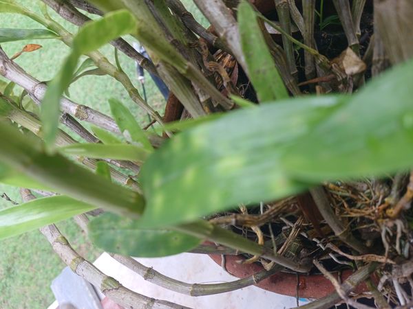 Identificação da planta Orquídea por foto