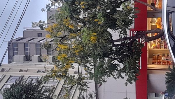 Identificação da planta Chuva-de-ouro por foto